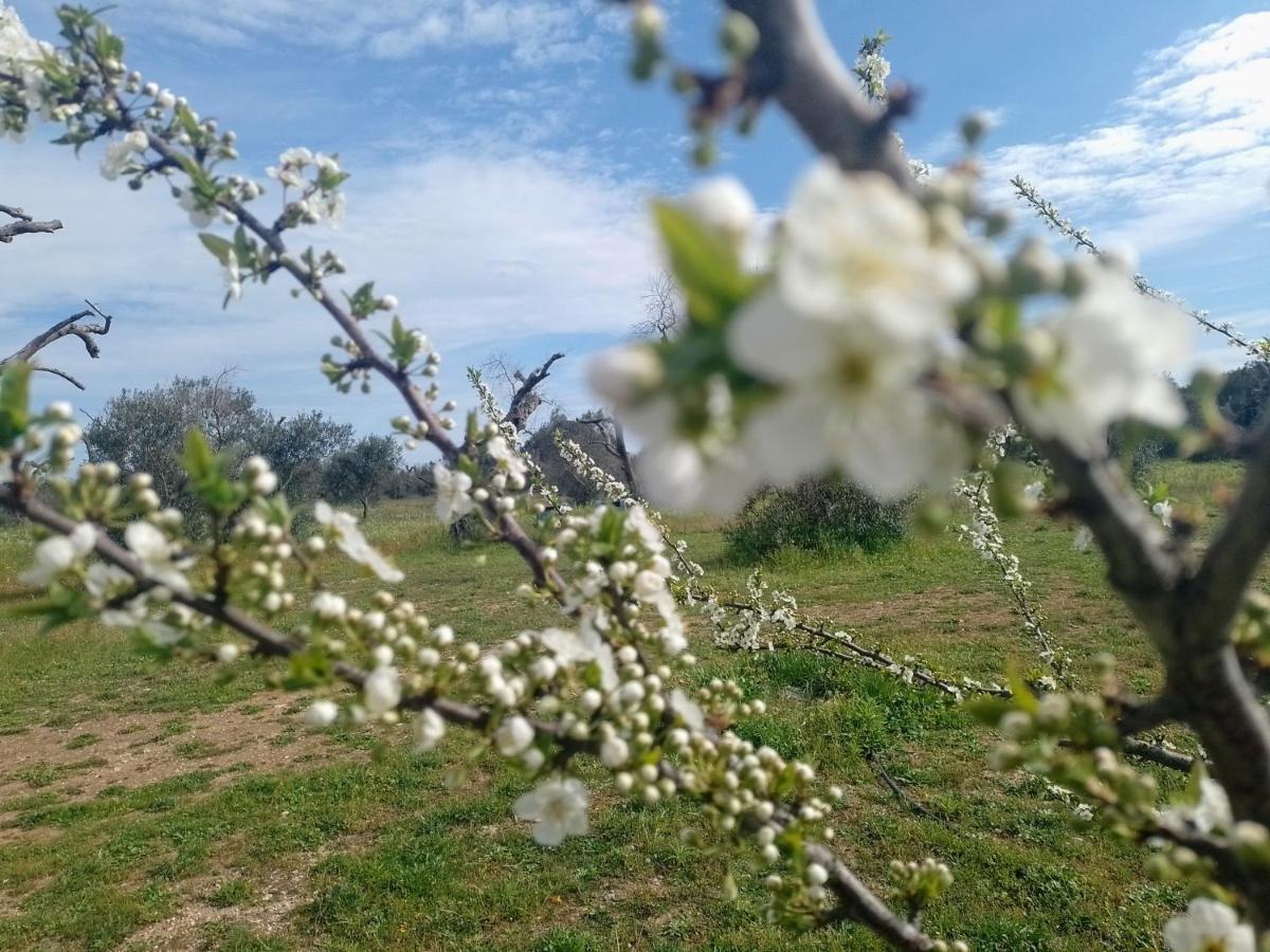 Agriturismo Villa Coluccia Martano Luaran gambar