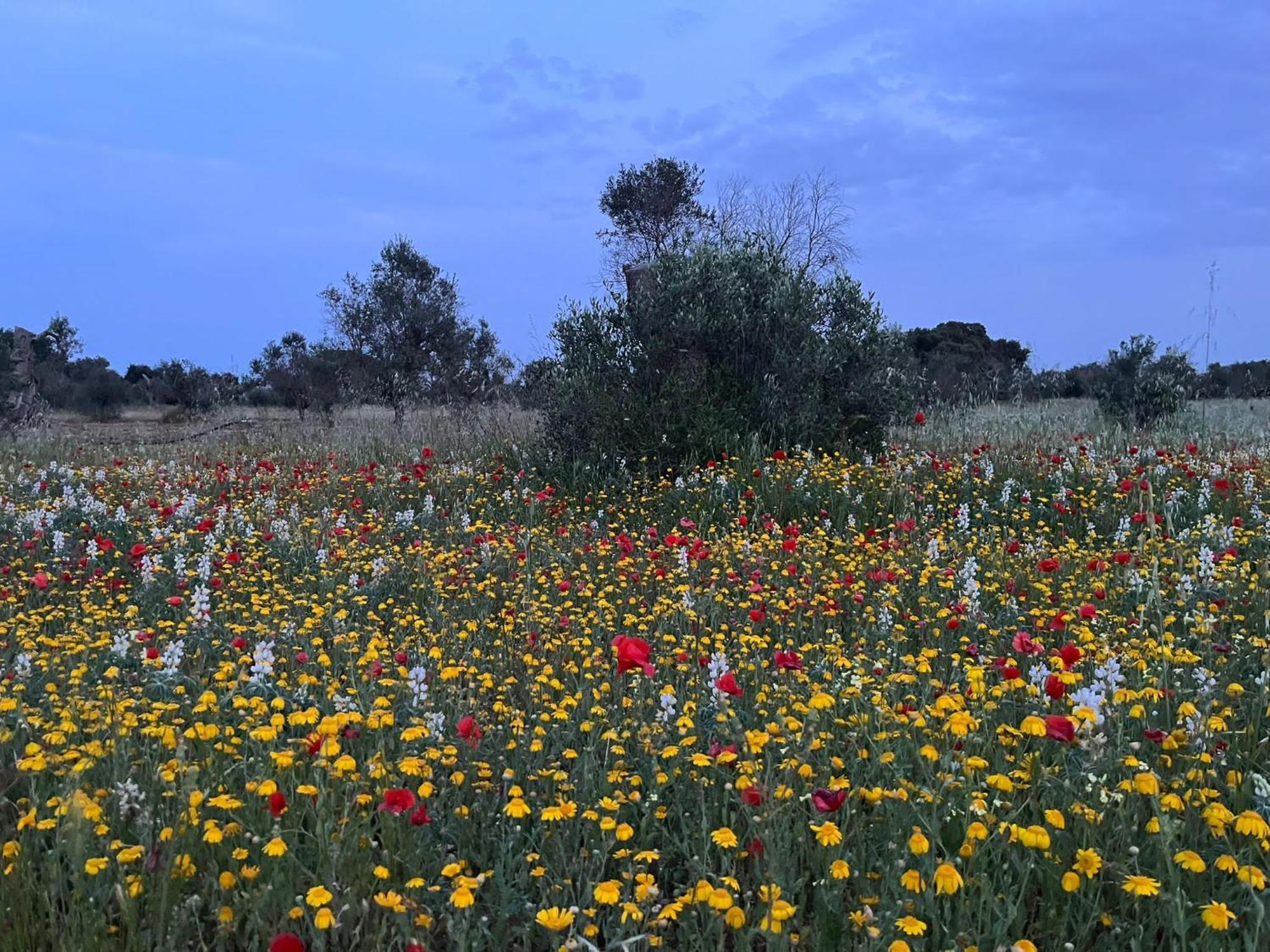Agriturismo Villa Coluccia Martano Luaran gambar