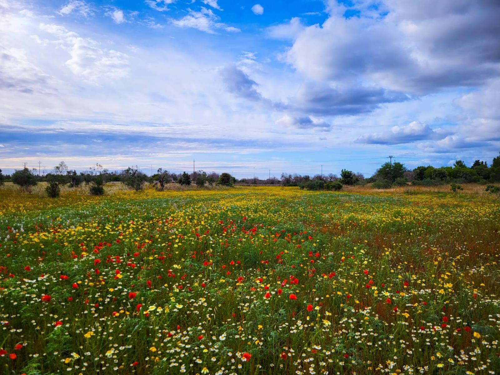 Agriturismo Villa Coluccia Martano Luaran gambar